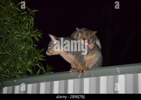 Australischer Bürstenschwanz Possum Stockfoto