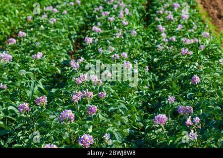 Spätherfrühlingsfoto von blühende Kartoffeln im Feld Stockfoto