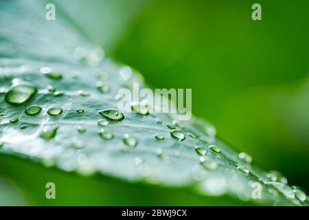 Grünes Blatt mit Wassertropfen nach Regen. Stockfoto