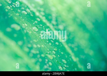 Schönes grünes Blatt mit Wassertropfen. Tau-Tropfen am Morgen leuchten in der Sonne. Schöne Blattstruktur in der Natur Stockfoto