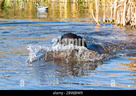 Black Labrador Retriever, der Stockente auf Billingsley Creek im südlichen Zentrum von Idaho aufruft Stockfoto