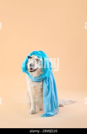 Lustiger Hund in Perücke und mit Sonnenbrille auf farbigem Hintergrund Stockfoto