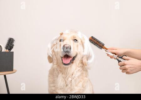 Weibliche Strophor kümmert sich um niedlichen Hund in Perücke auf hellem Hintergrund Stockfoto