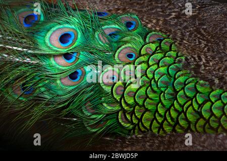 Nahaufnahme Pfauen, bunte Details und schöne Pfauenfedern.Makro-Fotografie. Stockfoto