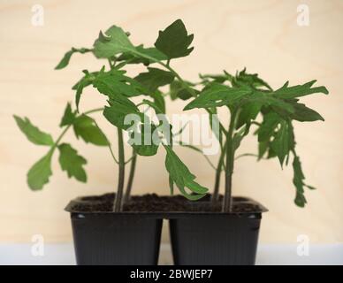 Tomatenpflanzen (Solanum lycopersicum) Sämlinge in Kunststofftöpfen Stockfoto