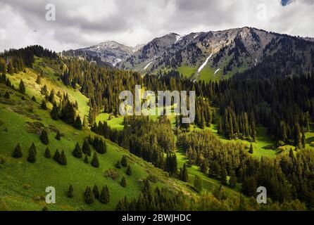 Schöne idyllische Landschaft von Kiefernwald im Bergtal bei bewölktem sonnigen Tag Stockfoto