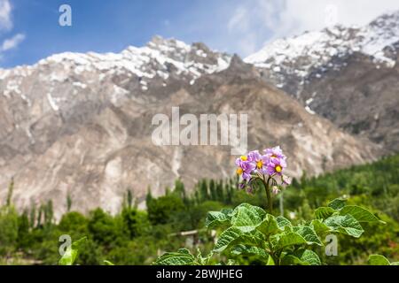 Kartoffelfelder in Dorf und Karakorum Berge, Hunza, Karimabad, Hunza Nagar, Gilgit-Baltistan Provinz, Pakistan, Südasien, Asien Stockfoto