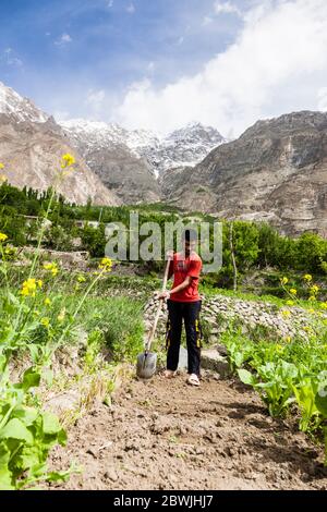 Bauer, der auf dem Gebiet des Dorfes, Hunza, Karimabad, Hunza Nagar, Gilgit-Baltistan Provinz, Pakistan, Südasien, Asien arbeitet Stockfoto