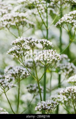 Weiße Blütenstände von Valeriana officinalis, Garten Heliotrop, gemein Baldrian oder alle-heilen, Garten Baldrian oder Baldrian, ein Kraut Stockfoto