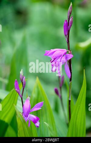 Bletilla striata, Hyazinthorchidee, chinesische Bodenorchidee, gewöhnliche Bletilla Stockfoto