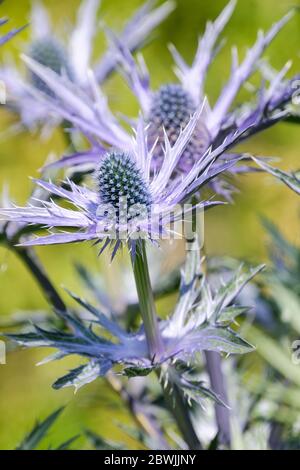 Blaue Blüten von Eryngium zabelii 'Big Blue'. Sea Holly 'Big Blue' Stockfoto