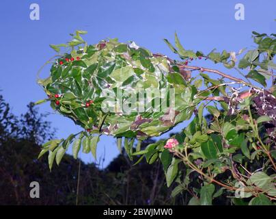 Massives grünes Ameisennest (Rhytidoponera metallica), Glacier Rock Walk, Cairns, Queensland, Australien Stockfoto