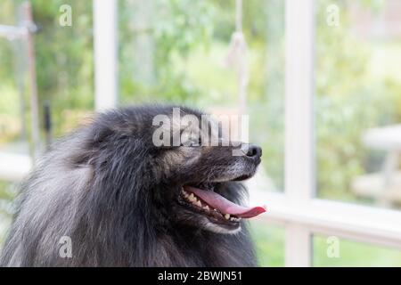 Porträt von Wolf Spitz Hund drinnen. Stockfoto