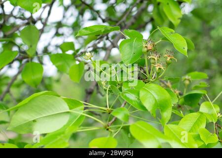 Grüne Birne nach der Blüte auf einem Zweig. Unreife Früchte. Gartenarbeit. Stockfoto