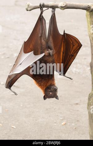 Obstfledermaus auf Bali in Indonesien. Männliche Fledermaus Stockfoto