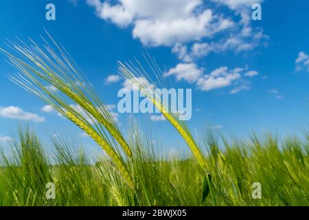 Reifung bbärtige Gerste an einem hellen Sommertag. Es ist ein Mitglied der Grassfamilie, ist ein wichtiger Getreidekorn in gemäßigten Klimazonen weltweit angebaut. Stockfoto