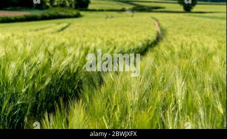 Reifung bbärtige Gerste an einem hellen Sommertag. Es ist ein Mitglied der Grassfamilie, ist ein wichtiger Getreidekorn in gemäßigten Klimazonen weltweit angebaut. Stockfoto