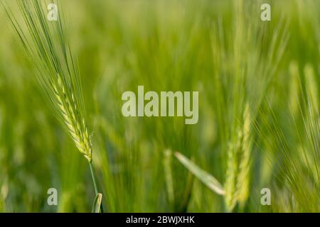 Reifung bbärtige Gerste an einem hellen Sommertag. Es ist ein Mitglied der Grassfamilie, ist ein wichtiger Getreidekorn in gemäßigten Klimazonen weltweit angebaut. Stockfoto