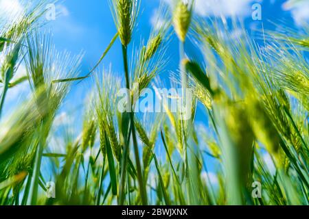 Reifung bbärtige Gerste an einem hellen Sommertag. Es ist ein Mitglied der Grassfamilie, ist ein wichtiger Getreidekorn in gemäßigten Klimazonen weltweit angebaut. Stockfoto