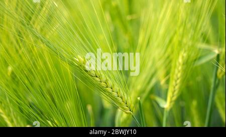 Reifung bbärtige Gerste an einem hellen Sommertag. Es ist ein Mitglied der Grassfamilie, ist ein wichtiger Getreidekorn in gemäßigten Klimazonen weltweit angebaut. Stockfoto