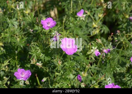 Nahaufnahme des blutigen Kranichschnabel oder Geranium-Sanguineum in Blüte Stockfoto
