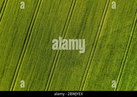 Reifung bbärtige Gerste an einem hellen Sommertag. Es ist ein Mitglied der Grassfamilie, ist ein wichtiger Getreidekorn in gemäßigten Klimazonen weltweit angebaut. Stockfoto