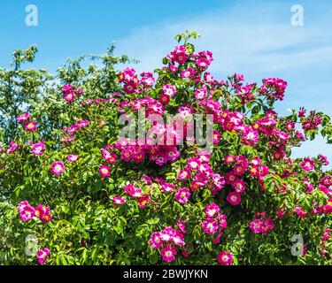 Ein blühender roter rosa Kletterrosen an einem blauen Himmel im Juni in einem Garten hinter dem Haus Stockfoto