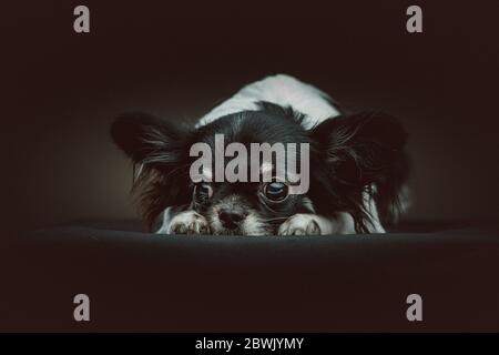 Entzückender Chihuahua Hund. Studioaufnahme. Stimmungsvolle dunkle Beleuchtung, dunkler Hintergrund. Stockfoto
