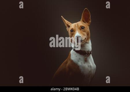 Niedlicher Basenji Terrier Hund. Studioaufnahme. Stimmungsvolle dunkle Beleuchtung, dunkler Hintergrund. Stockfoto