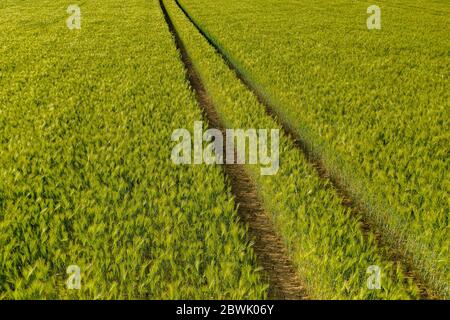 Reifung bbärtige Gerste an einem hellen Sommertag. Es ist ein Mitglied der Grassfamilie, ist ein wichtiger Getreidekorn in gemäßigten Klimazonen weltweit angebaut. Stockfoto