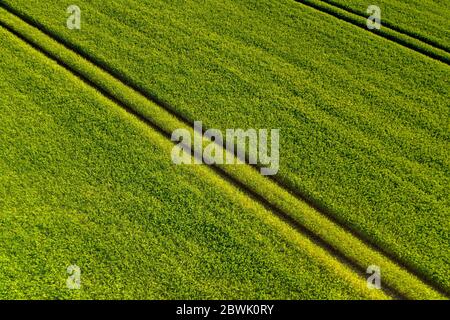 Reifung bbärtige Gerste an einem hellen Sommertag. Es ist ein Mitglied der Grassfamilie, ist ein wichtiger Getreidekorn in gemäßigten Klimazonen weltweit angebaut. Stockfoto