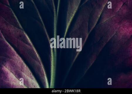 Kreative fluoreszierende Farblayout aus Blatt Textur Nahaufnahme gemacht. Naturkonzept Stockfoto