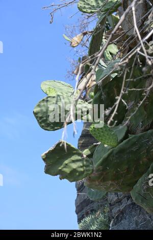 Mediterrane Kakteen wachsen auf einer Felswand gegen einen blauen Himmel mit Kopierraum Stockfoto