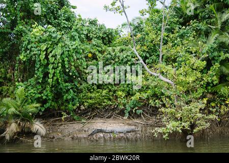 Ein Salzwasserkrokodil ruht am Ufer des Daintree River im fernen Norden von Queensland, Australien Stockfoto