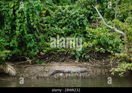 Ein Salzwasserkrokodil ruht am Ufer des Daintree River im fernen Norden von Queensland, Australien Stockfoto