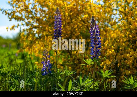 Lupine blüht gegen Ginsterbusch, Nahaufnahme Stockfoto