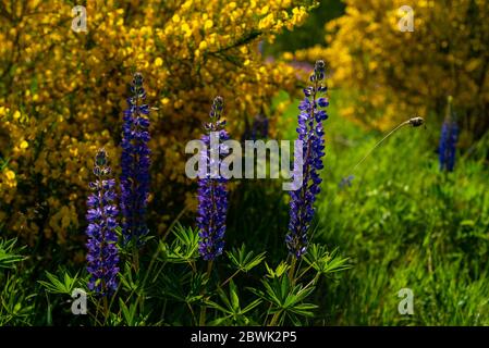 Lupine blüht gegen Ginsterbusch, Nahaufnahme Stockfoto