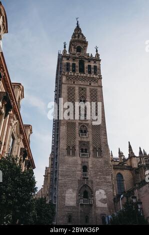 Sevilla, Spanien - 17. Januar 2020: Niedrige Ansicht der Giralda, des Glockenturms der Kathedrale von Sevilla in Sevilla. Der Turm ist einer der wichtigsten Stockfoto