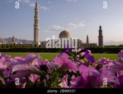 Nahaufnahme von Blumen im Garten der Sultan Qaboos Grand Moschee in Muscat, Sultanat Oman. Stockfoto