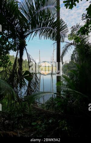 Tropischer Wald in Malaysia, dicht mit Bäumen und einem Blick auf einen See Stockfoto