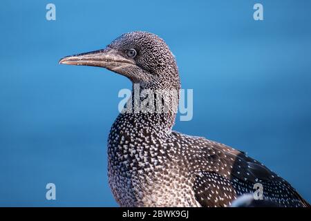 Junge Nordkanne (Morus bassanus) Porträt, der junge Seevögelvogel lebt auf den Felsen der Insel Helgoland, Deutschland, in der Nordsee, Stockfoto