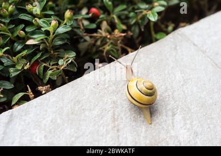 Cepaea hortensis, bekannt als Weißlippschnecke oder Garten gebänderte Schnecke, Makro aus nächster Nähe, auf einer Steinfliese einer Terrasse zu Hause Stockfoto