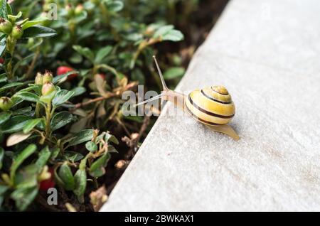 Cepaea hortensis, bekannt als Weißlippschnecke oder Garten gebänderte Schnecke, Makro aus nächster Nähe, auf einer Steinfliese einer Terrasse zu Hause Stockfoto