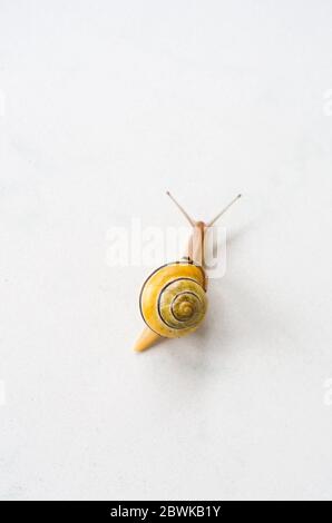 Cepaea hortensis, bekannt als Weißlippschnecke oder Garten gebänderte Schnecke, Makro aus nächster Nähe, auf einer Steinfliese einer Terrasse zu Hause Stockfoto