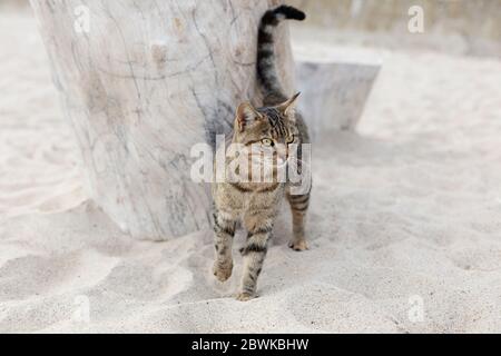 Süße lustige Katze sitzt am Strand gegen das Meer und den Horizont. Selektiver Fokus. Stockfoto