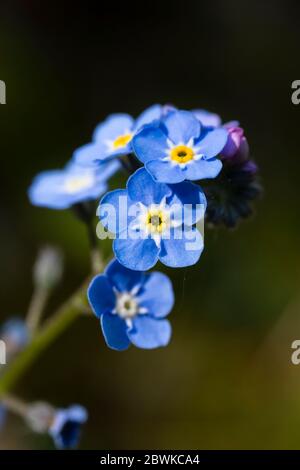 Nahaufnahme von hübschen blauen Vergissmeinnicht-Blüten (Myosotis) auf dunkelgrünem Hintergrund, die im Frühjahr in einem Garten in Surrey, Südostengland, blühen Stockfoto