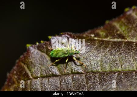Ein kleiner, leuchtend metallischer Grünkrümmer (ca. 5mm), Polydrusus formosus, auf dem Blatt eines roten Platanenbaums in einem Garten im Frühjahr in Surrey, Großbritannien Stockfoto