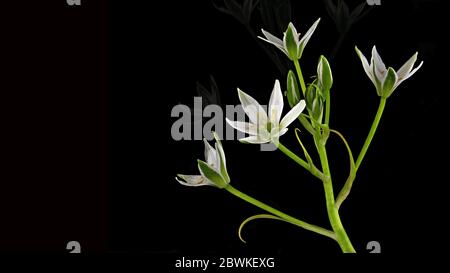 Ornithogalum umbellatum, genannt Stern von Bethlehem oder Doldenmilchstern Stockfoto