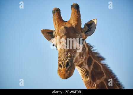 Der Kopf einer Giraffe in Nahaufnahme, die den Fotografen auf einer Game Drive in Südafrika in der Trockenzeit direkt ansieht. Stockfoto