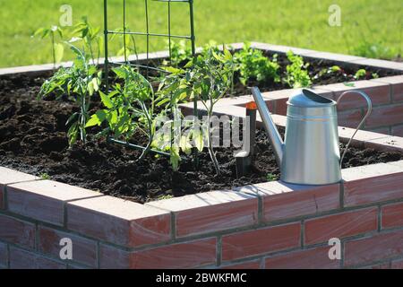 Ein moderner Gemüsegarten mit erhöhten Briks Beds mit wachsenden Tomaten Stockfoto